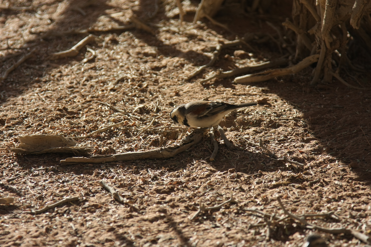 [15067] 2016_06_25_03_30_07_Africa_Canon_EOS_40D_IMG__00021.jpg