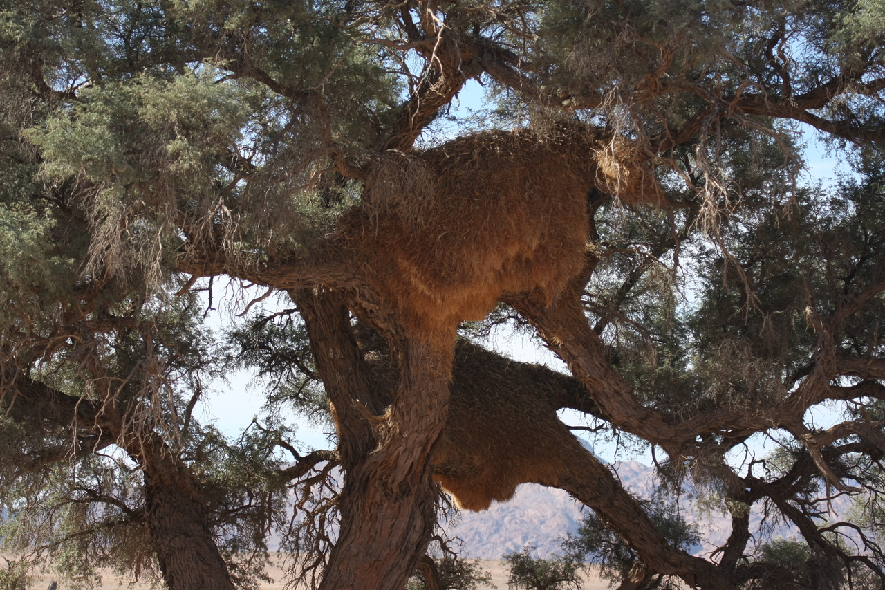 [15798] 2016_06_25_09_32_48_Africa_Canon_EOS_40D_IMG__02113.jpg