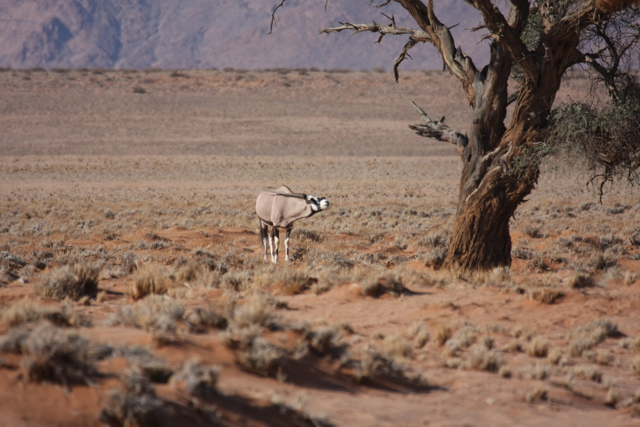 [15844] 2016_06_25_09_35_31_Africa_Canon_EOS_40D_IMG__02131.jpg