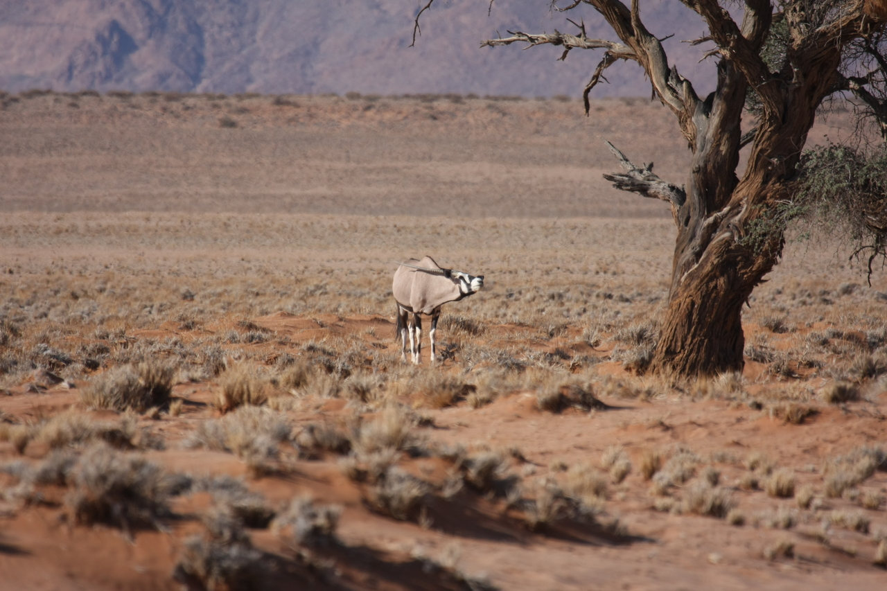[15855] 2016_06_25_09_35_34_Africa_Canon_EOS_40D_IMG__09580.jpg