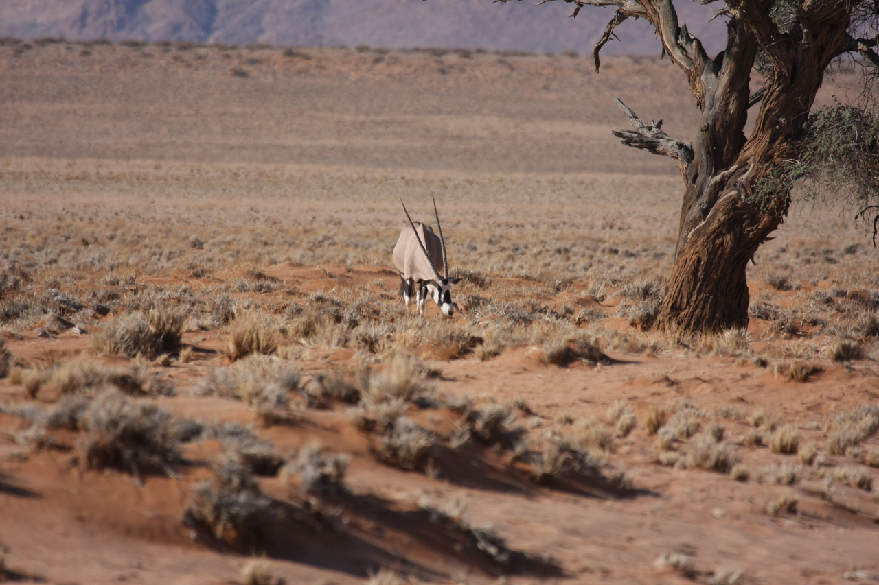 [15872] 2016_06_25_09_35_44_Africa_Canon_EOS_40D_IMG__09585.jpg