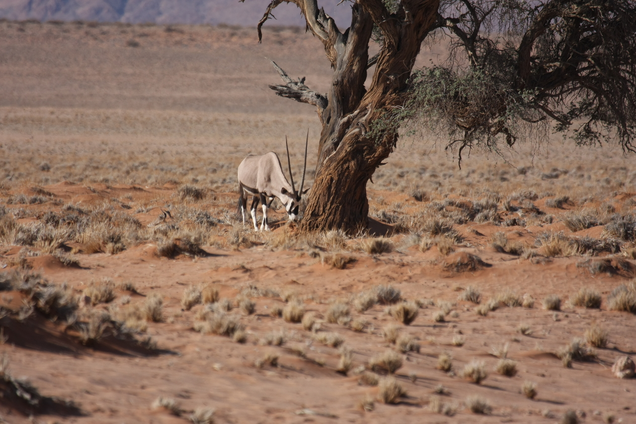 [15886] 2016_06_25_09_36_10_Africa_Canon_EOS_40D_IMG__00154.jpg