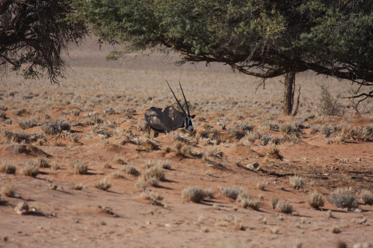 [15901] 2016_06_25_09_36_53_Africa_Canon_EOS_40D_IMG__09597.jpg