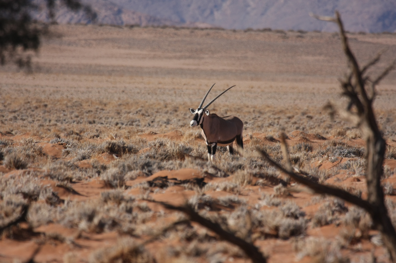 [15984] 2016_06_25_09_41_47_Africa_Canon_EOS_40D_IMG__00186.jpg