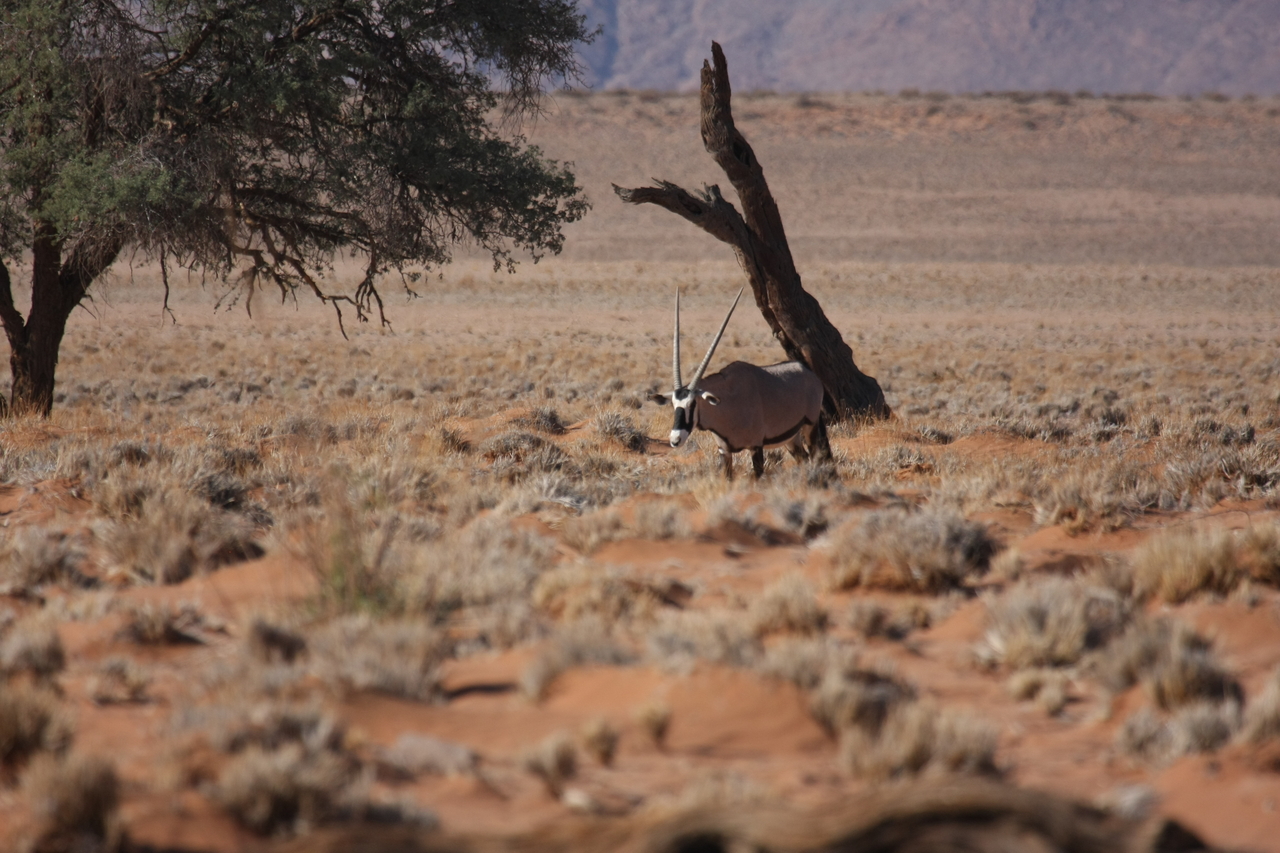 [15999] 2016_06_25_09_42_18_Africa_Canon_EOS_40D_IMG__00192.jpg