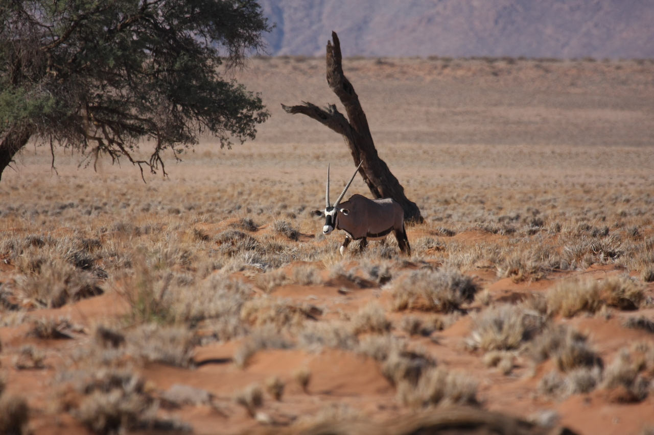[16001] 2016_06_25_09_42_18_Africa_Canon_EOS_40D_IMG__02183.jpg