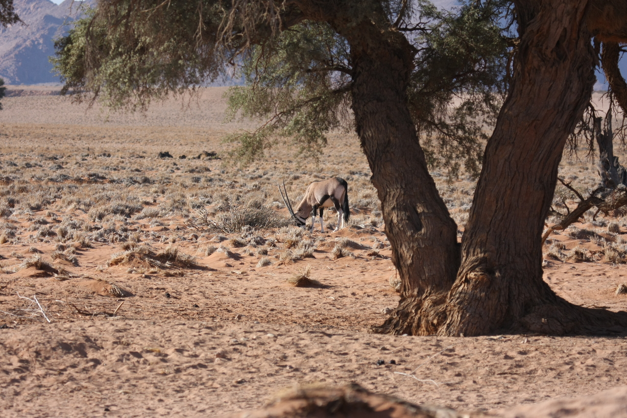 [16075] 2016_06_25_09_56_35_Africa_Canon_EOS_40D_IMG__09640.jpg