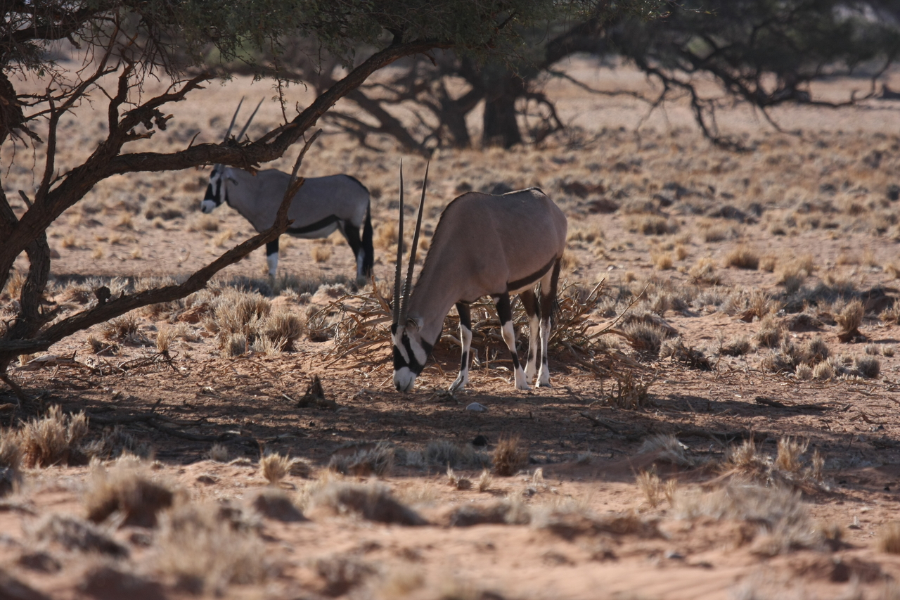 [16078] 2016_06_25_09_57_04_Africa_Canon_EOS_40D_IMG__09641.jpg