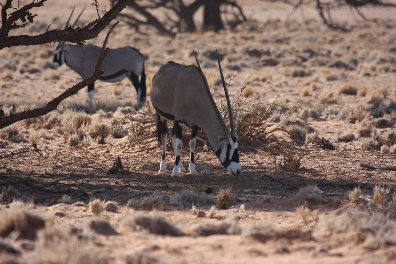 [16090] 2016_06_25_09_57_48_Africa_Canon_EOS_40D_IMG__09646.jpg
