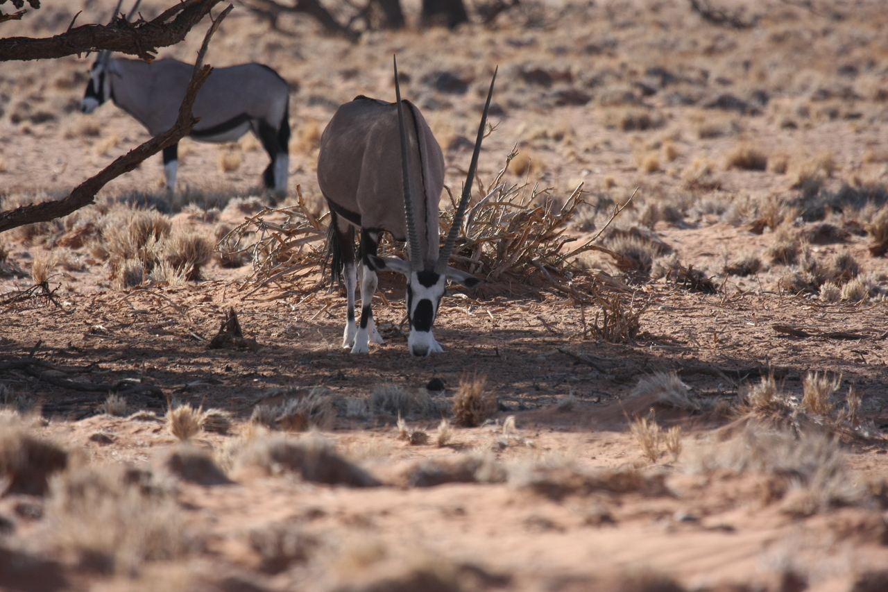 [16096] 2016_06_25_09_57_54_Africa_Canon_EOS_40D_IMG__09648.jpg