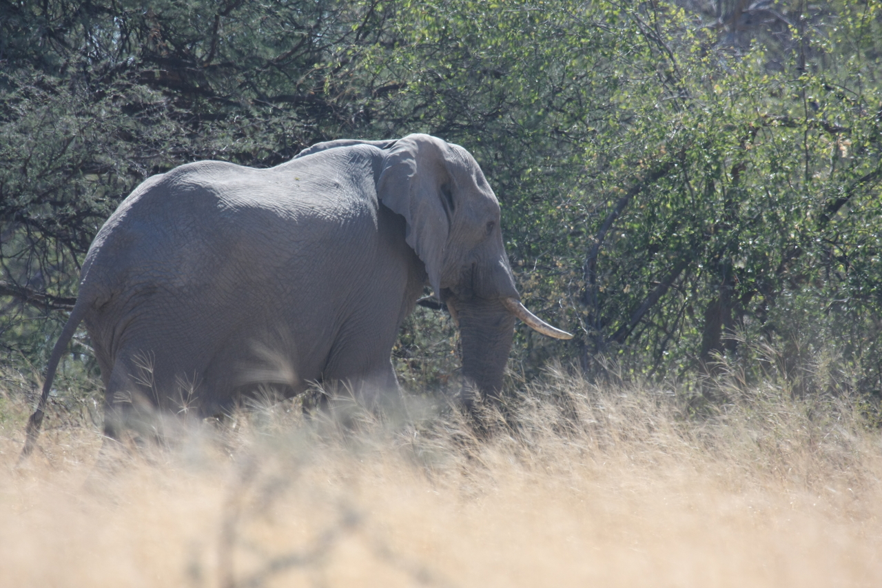 [16746] 2016_06_27_06_18_19_Africa_Canon_EOS_40D_IMG__00035.jpg