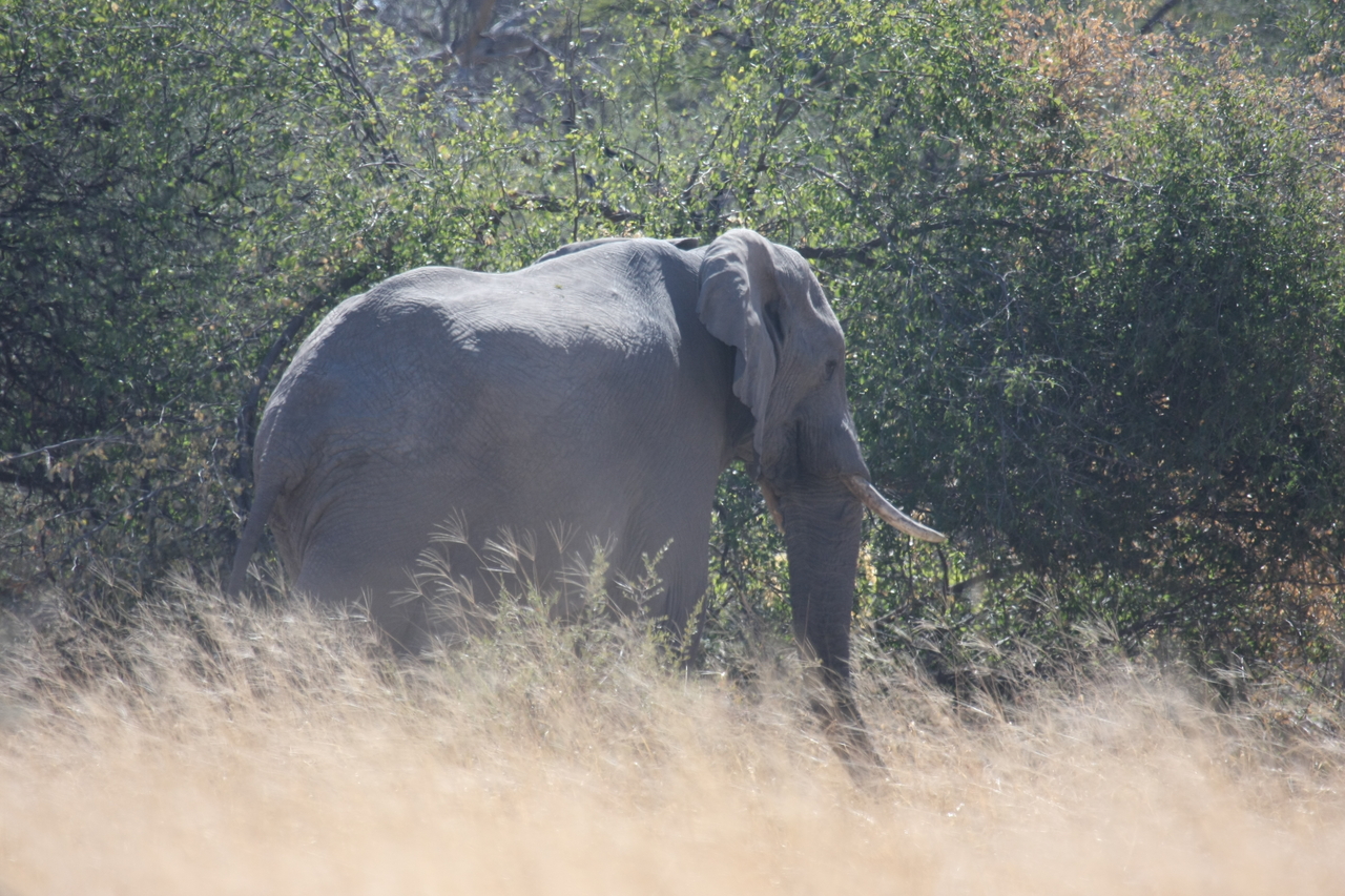 [16755] 2016_06_27_06_18_25_Africa_Canon_EOS_40D_IMG__02336.jpg
