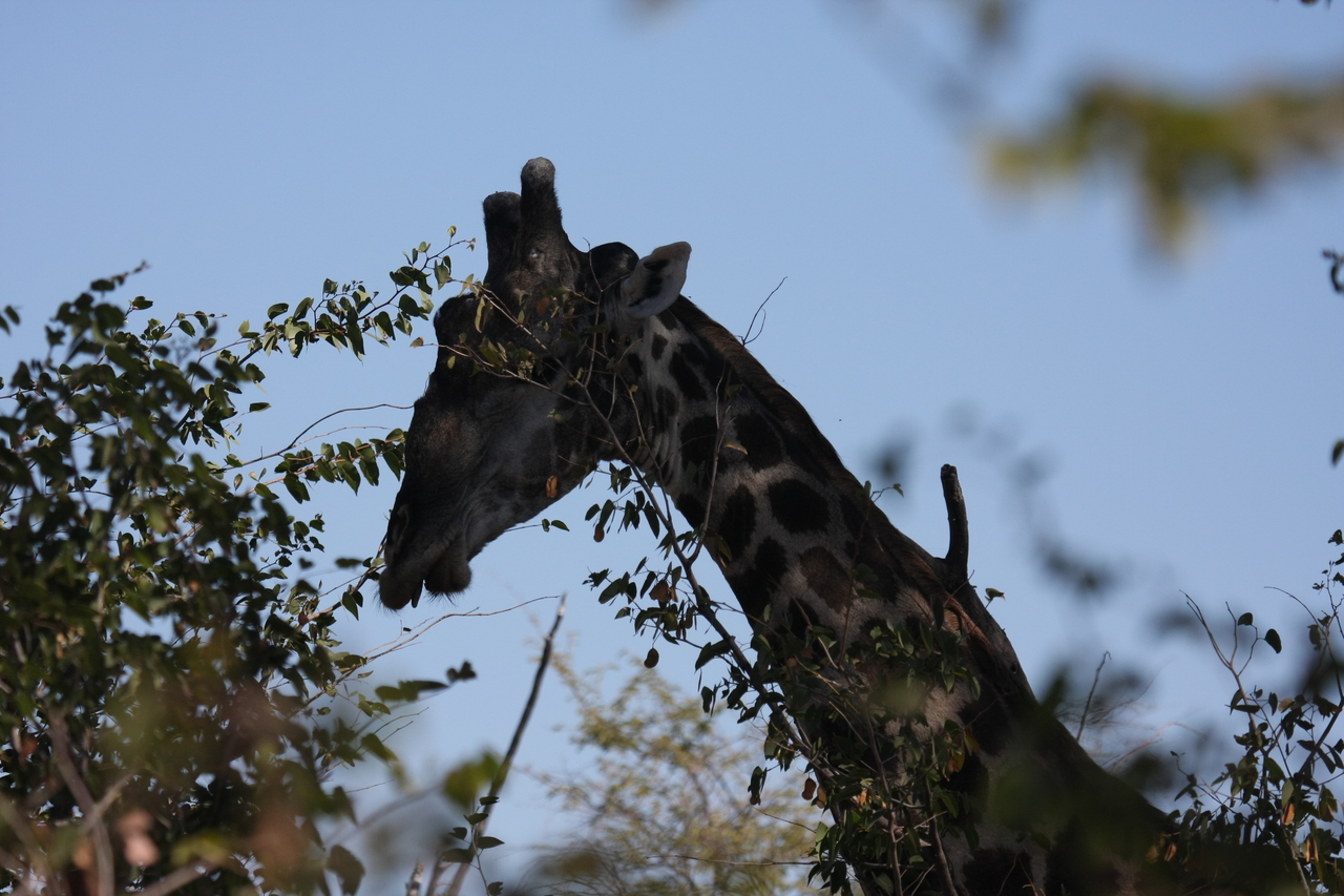 [16770] 2016_06_27_07_40_33_Africa_Canon_EOS_40D_IMG__02358.jpg