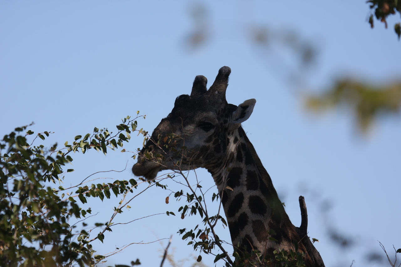 [16776] 2016_06_27_07_40_56_Africa_Canon_EOS_40D_IMG__00004.jpg