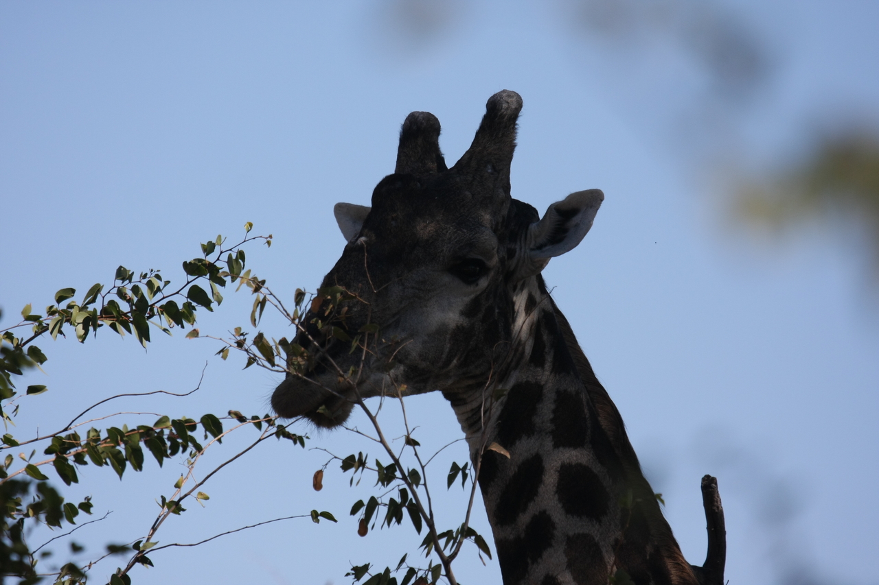 [16790] 2016_06_27_07_41_05_Africa_Canon_EOS_40D_IMG__02296.jpg