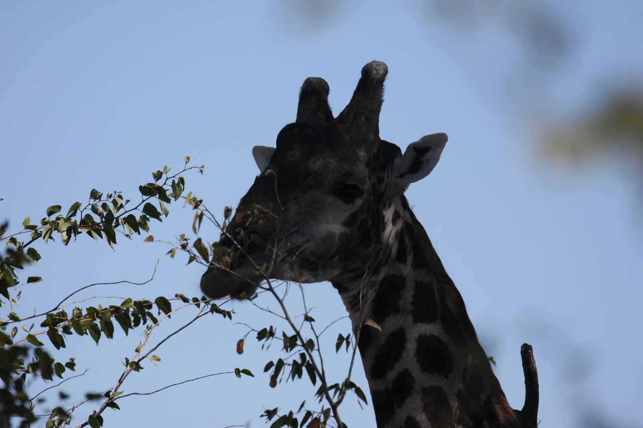 [16795] 2016_06_27_07_41_05_Africa_Canon_EOS_40D_IMG__09745.jpg