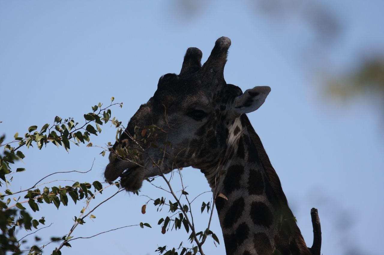 [16797] 2016_06_27_07_41_06_Africa_Canon_EOS_40D_IMG__02299.jpg