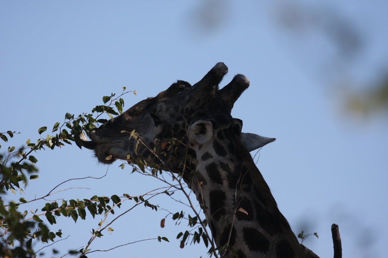 [16805] 2016_06_27_07_41_08_Africa_Canon_EOS_40D_IMG__09747.jpg