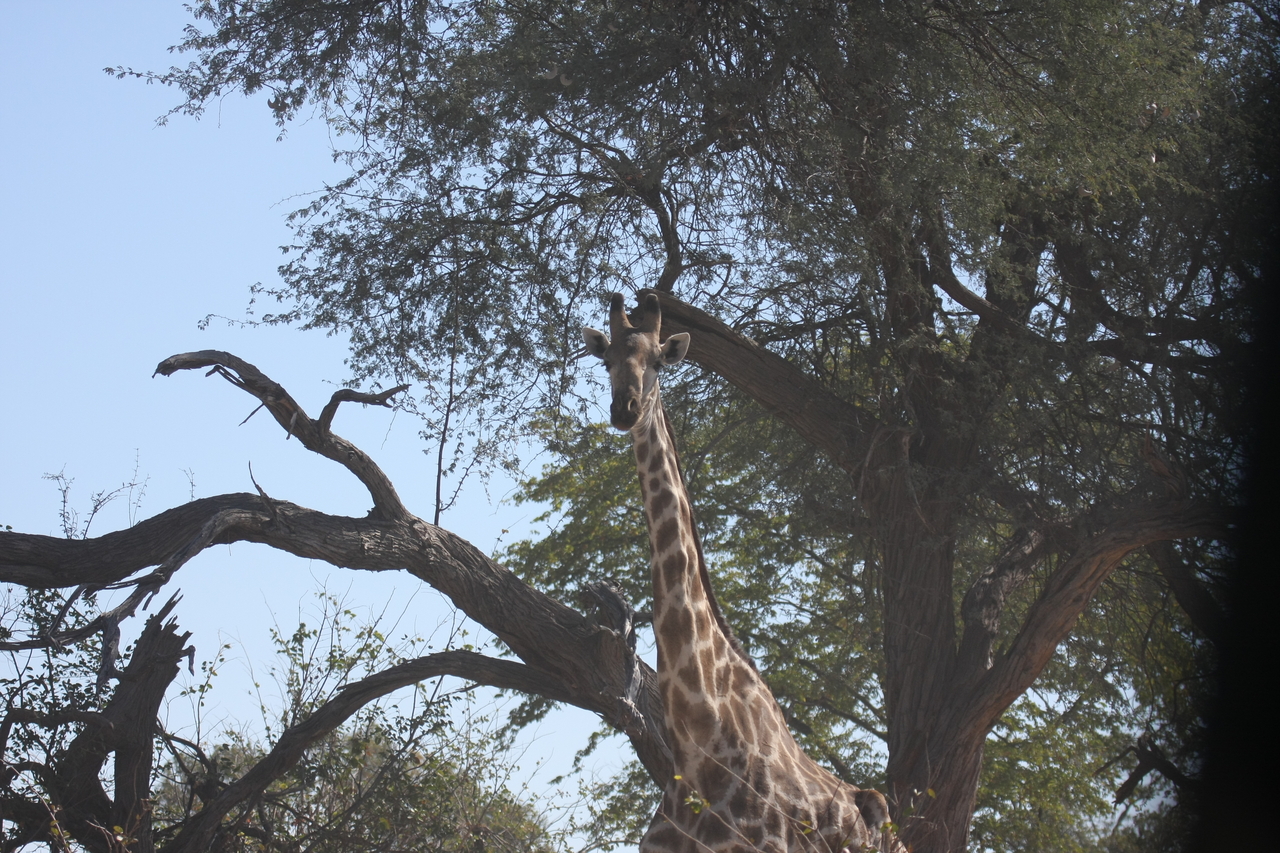 [16860] 2016_06_27_07_54_17_Africa_Canon_EOS_40D_IMG__02318.jpg