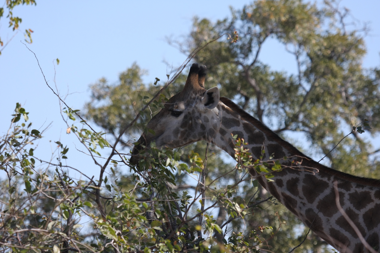 [16886] 2016_06_27_07_55_46_Africa_Canon_EOS_40D_IMG__00036.jpg