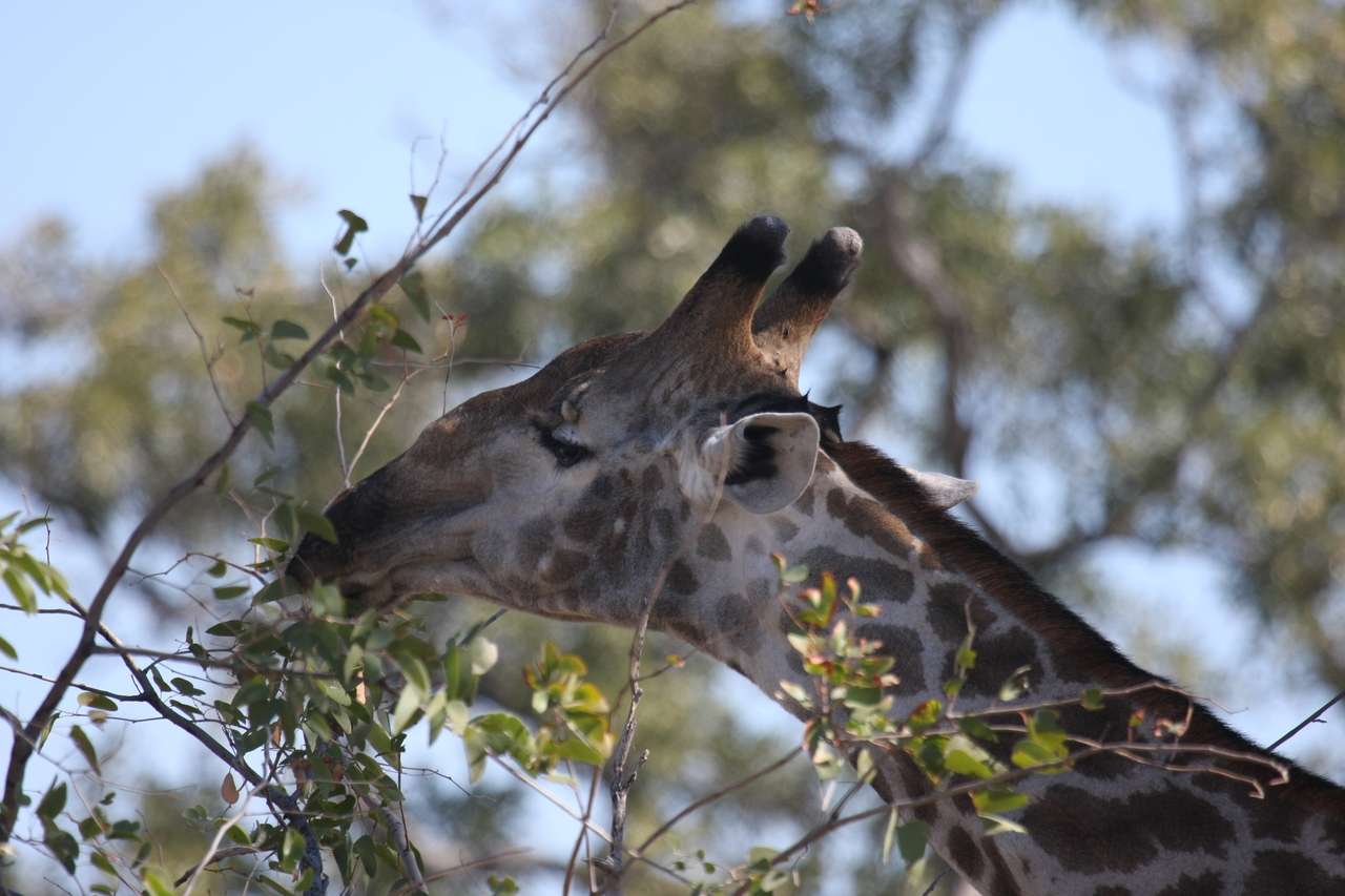 [16911] 2016_06_27_07_56_14_Africa_Canon_EOS_40D_IMG__00045.jpg