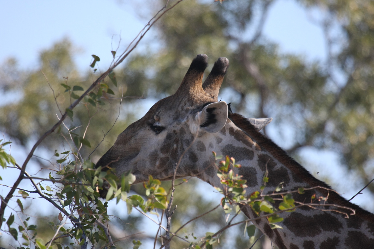 [16912] 2016_06_27_07_56_14_Africa_Canon_EOS_40D_IMG__02334.jpg
