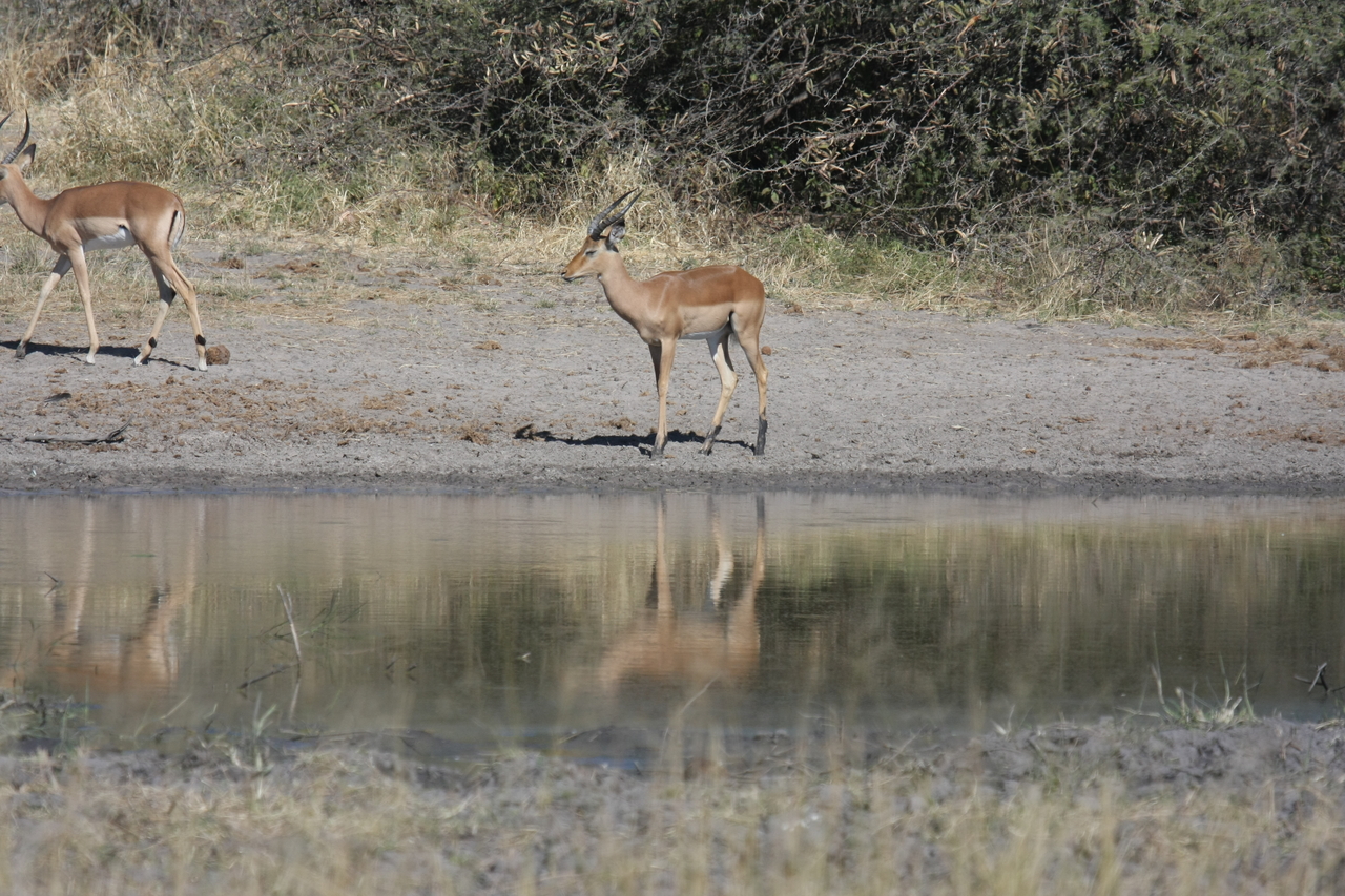 [16925] 2016_06_27_08_07_26_Africa_Canon_EOS_40D_IMG__02338.jpg