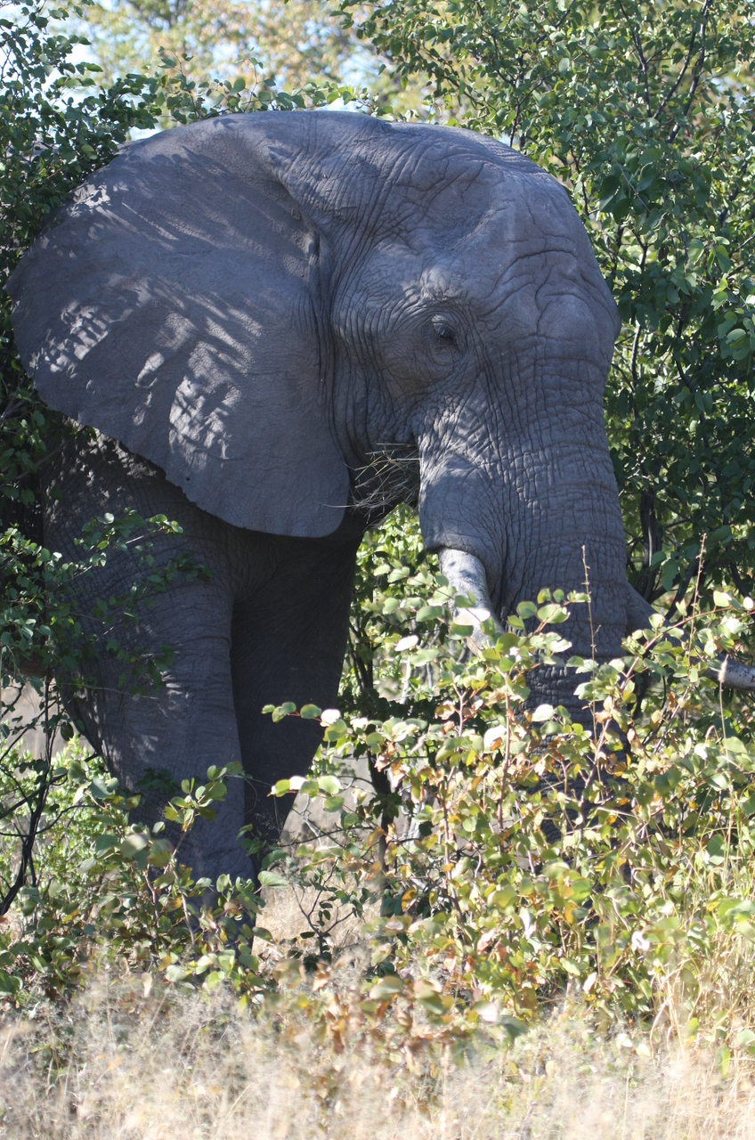 [16990] 2016_06_27_09_18_14_Africa_Canon_EOS_40D_IMG__00066.jpg