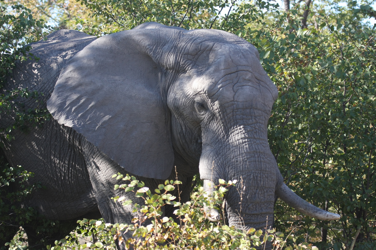 [17008] 2016_06_27_09_19_28_Africa_Canon_EOS_40D_IMG__00073.jpg