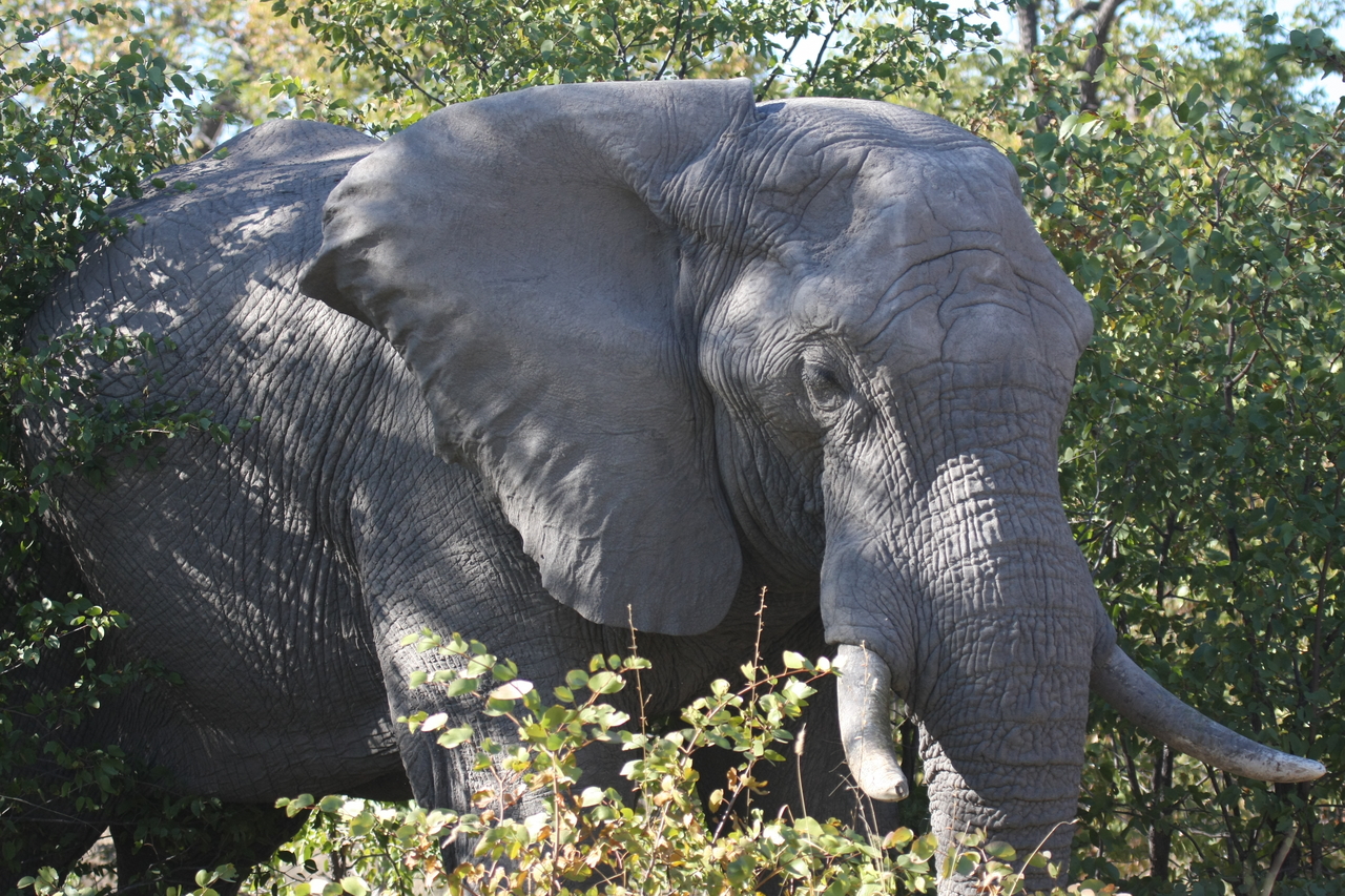 [17014] 2016_06_27_09_19_30_Africa_Canon_EOS_40D_IMG__00075.jpg