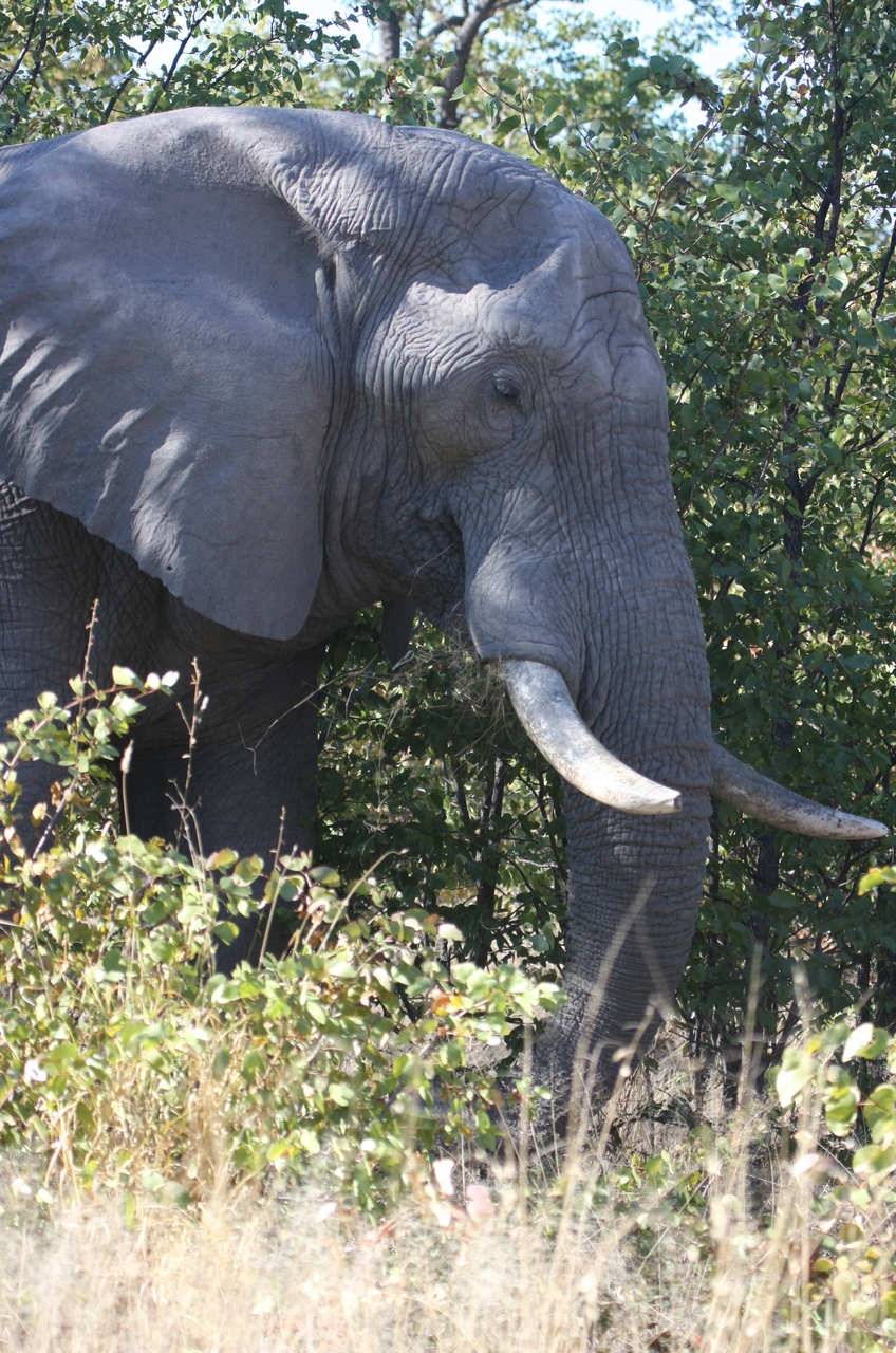 [17047] 2016_06_27_09_20_18_Africa_Canon_EOS_40D_IMG__00087.jpg
