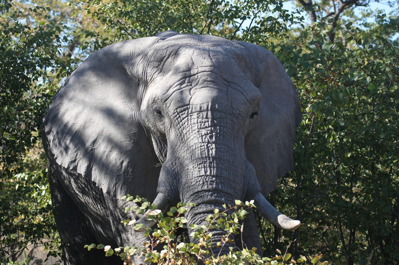 [17063] 2016_06_27_09_26_01_Africa_Canon_EOS_40D_IMG__02382.jpg