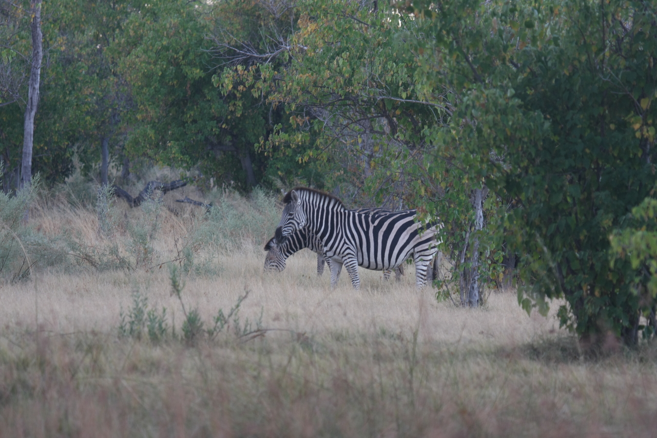 [17472] 2016_06_28_00_58_05_Africa_Canon_EOS_40D_IMG__00002.jpg