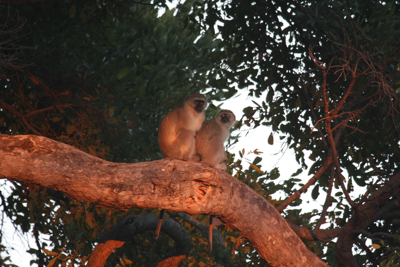 [17509] 2016_06_28_01_05_19_Africa_Canon_EOS_40D_IMG__00047.jpg