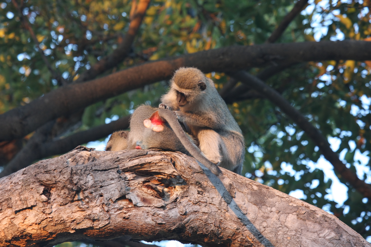 [17529] 2016_06_28_01_08_33_Africa_Canon_EOS_40D_IMG__09925.jpg