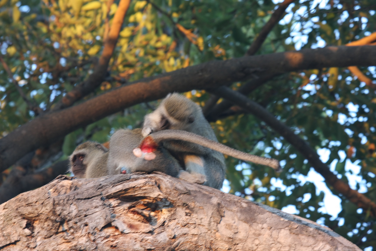 [17535] 2016_06_28_01_09_50_Africa_Canon_EOS_40D_IMG__09948.jpg
