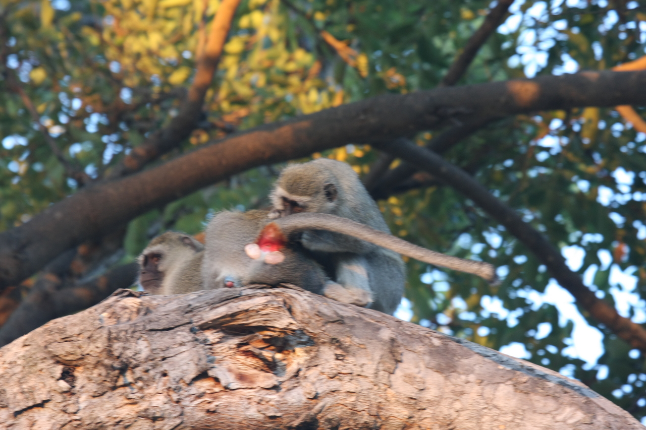 [17542] 2016_06_28_01_09_54_Africa_Canon_EOS_40D_IMG__02534.jpg