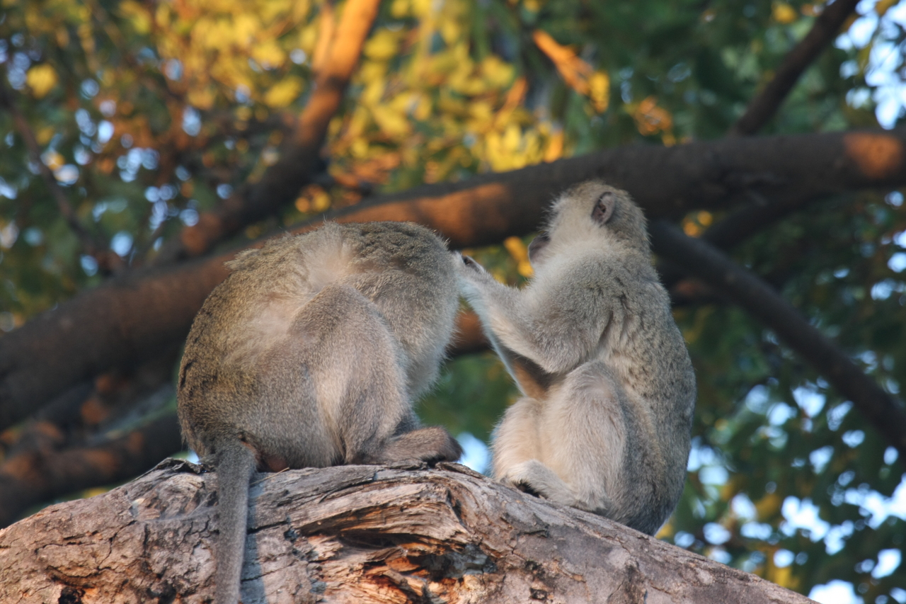 [17560] 2016_06_28_01_10_33_Africa_Canon_EOS_40D_IMG__10003.jpg