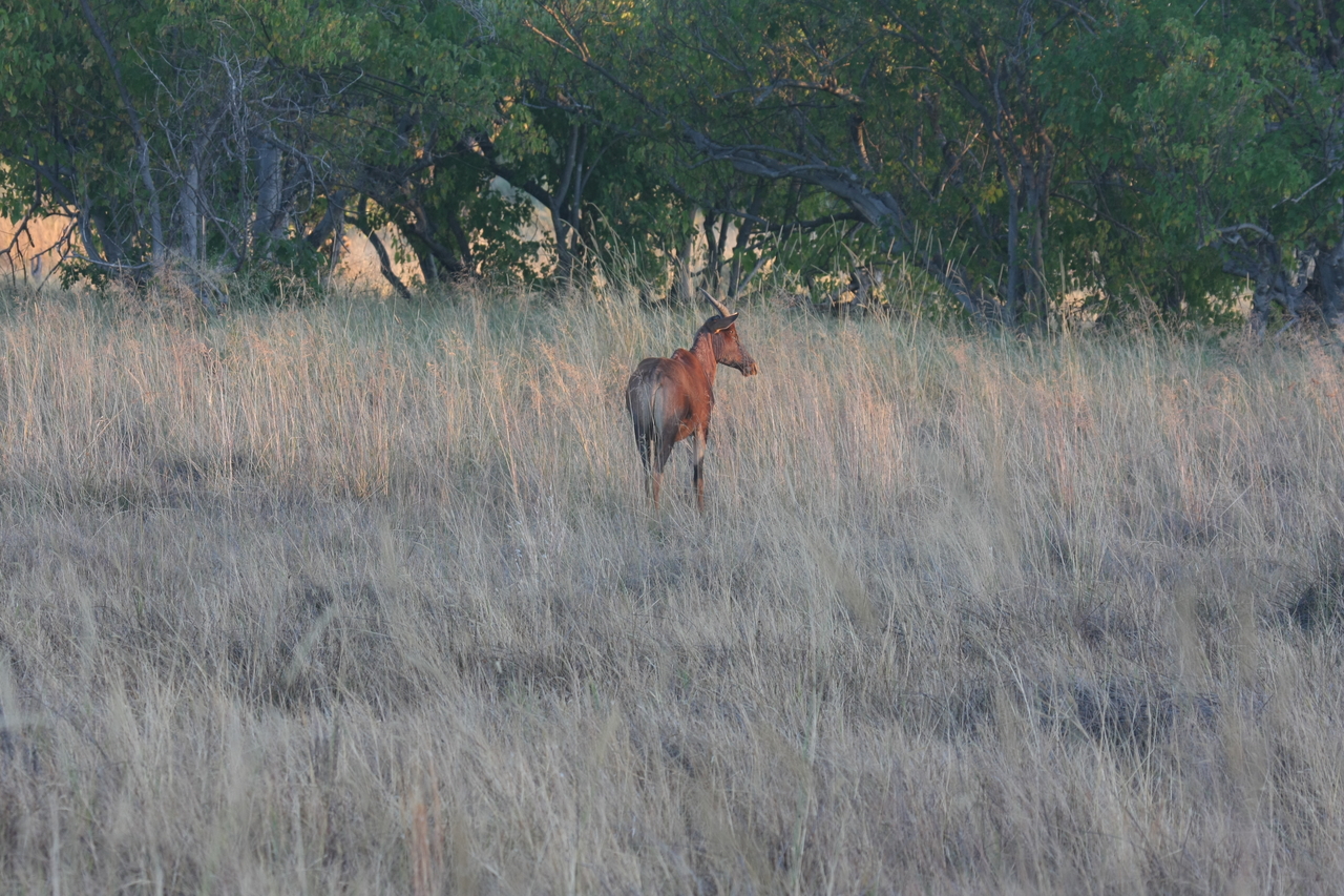 [17577] 2016_06_28_01_12_49_Africa_Canon_EOS_40D_IMG__00225.jpg