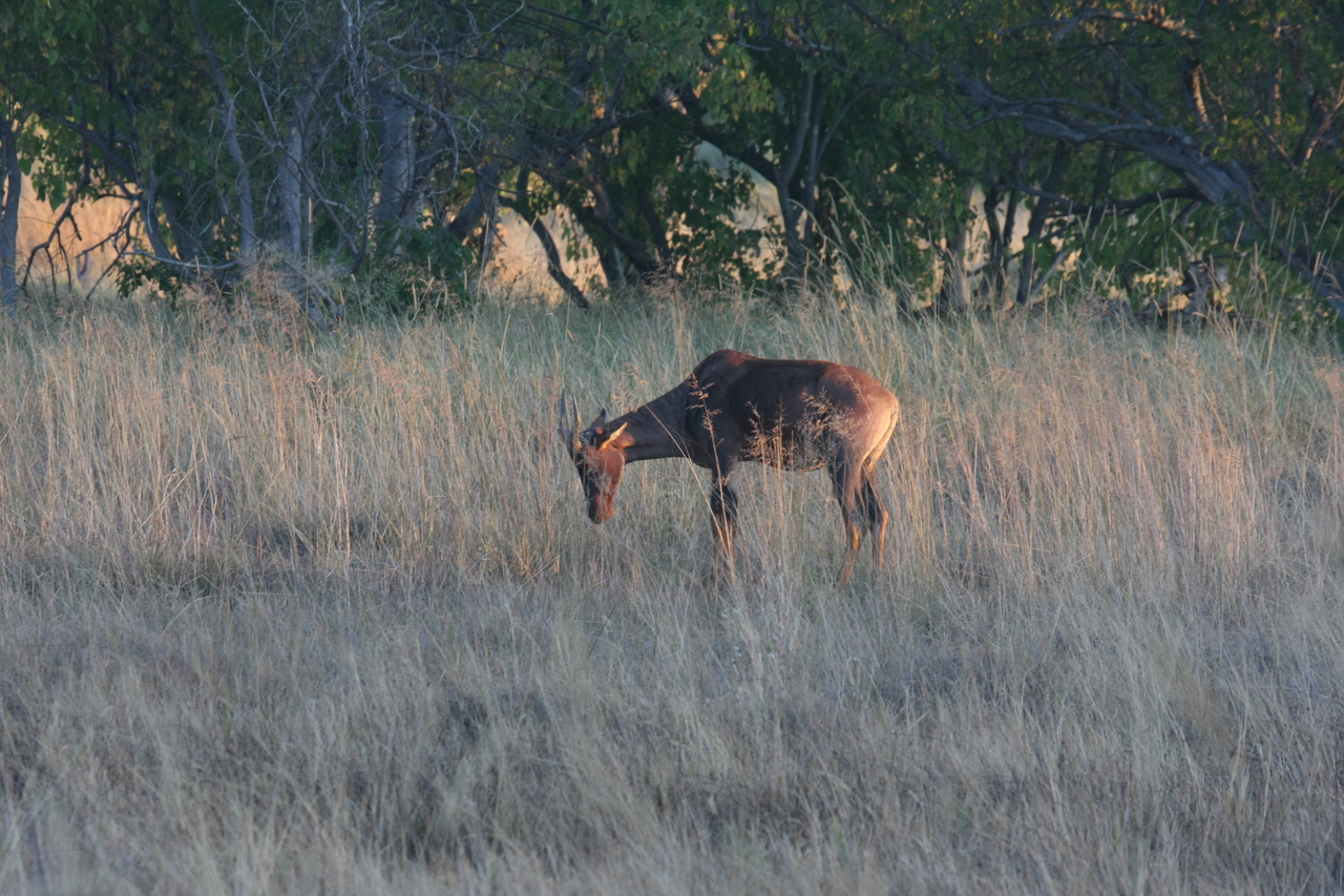 [17596] 2016_06_28_01_13_12_Africa_Canon_EOS_40D_IMG__10114.jpg