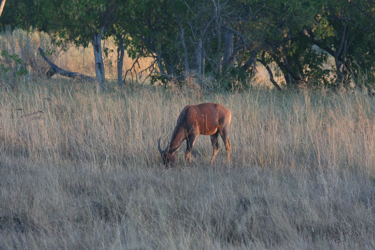 [17606] 2016_06_28_01_14_08_Africa_Canon_EOS_40D_IMG__10158.jpg