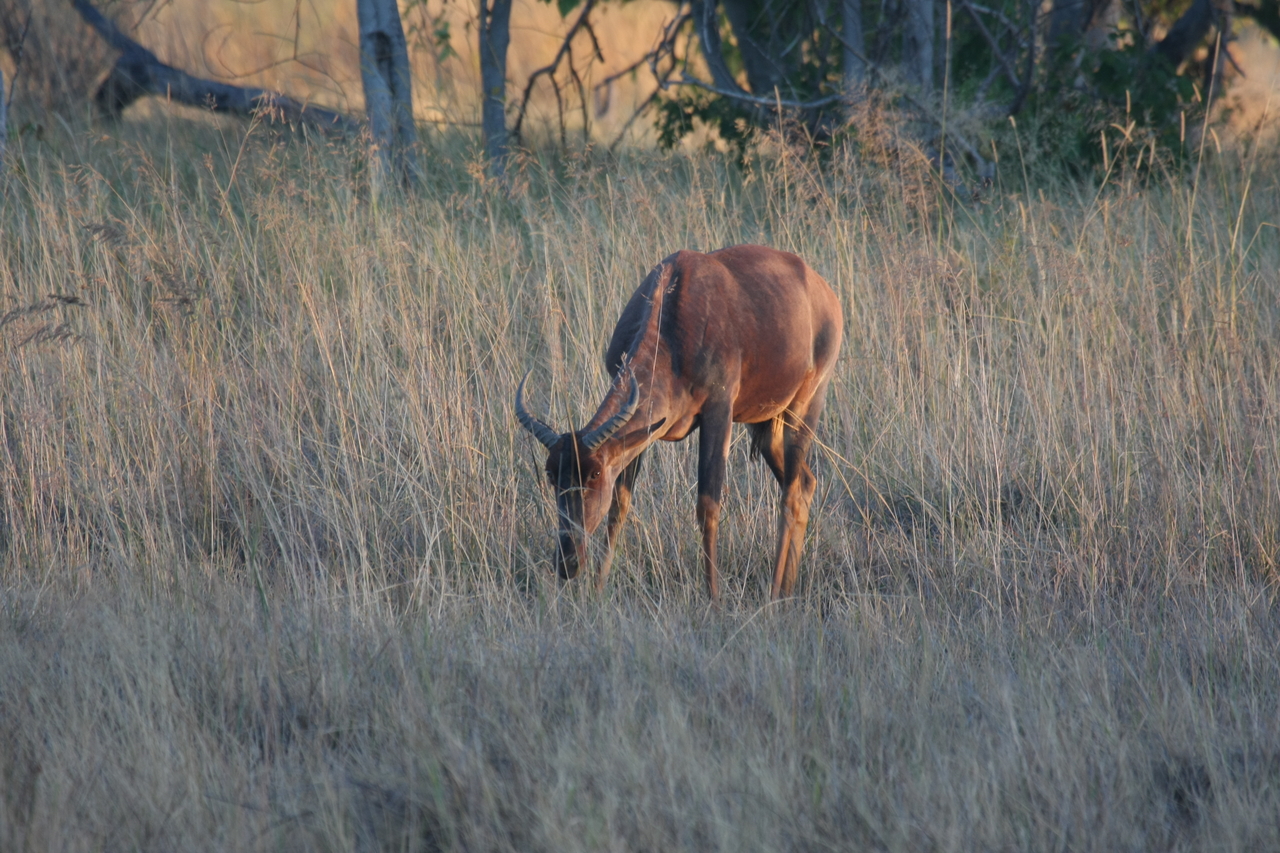[17611] 2016_06_28_01_14_30_Africa_Canon_EOS_40D_IMG__10170.jpg