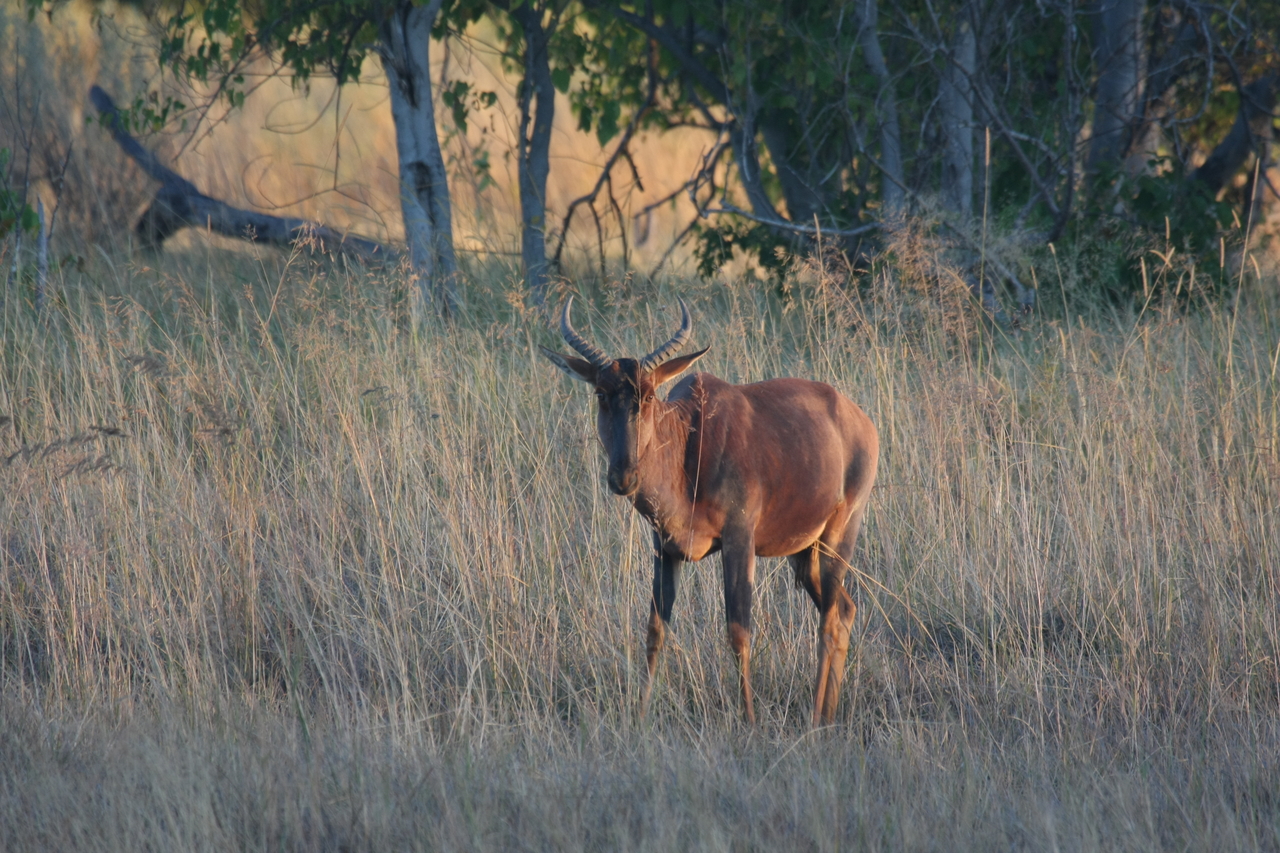 [17620] 2016_06_28_01_14_33_Africa_Canon_EOS_40D_IMG__10203.jpg