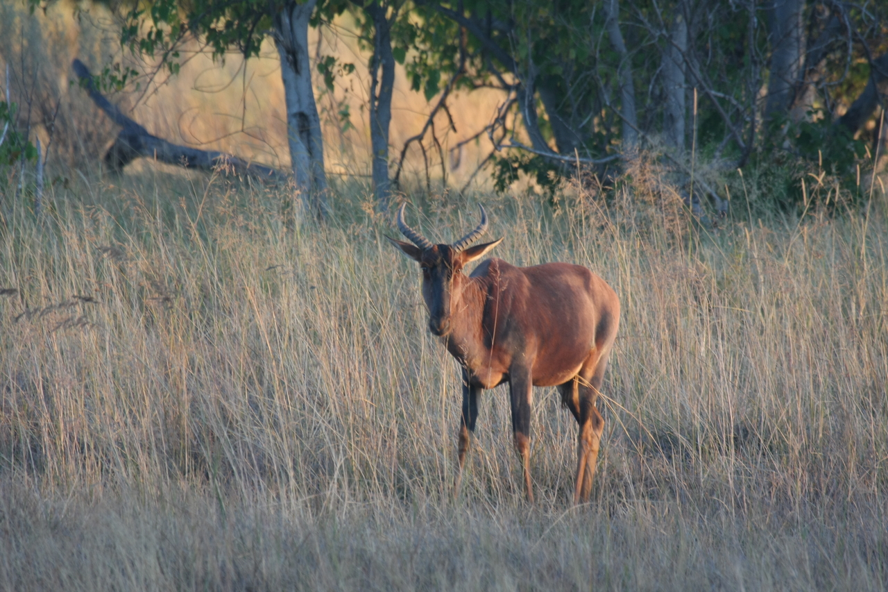 [17623] 2016_06_28_01_14_34_Africa_Canon_EOS_40D_IMG__02778.jpg