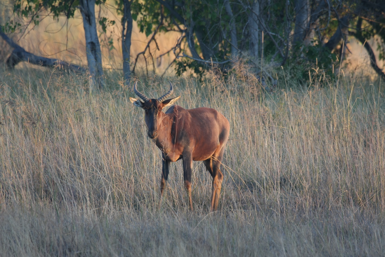 [17630] 2016_06_28_01_14_39_Africa_Canon_EOS_40D_IMG__10247.jpg