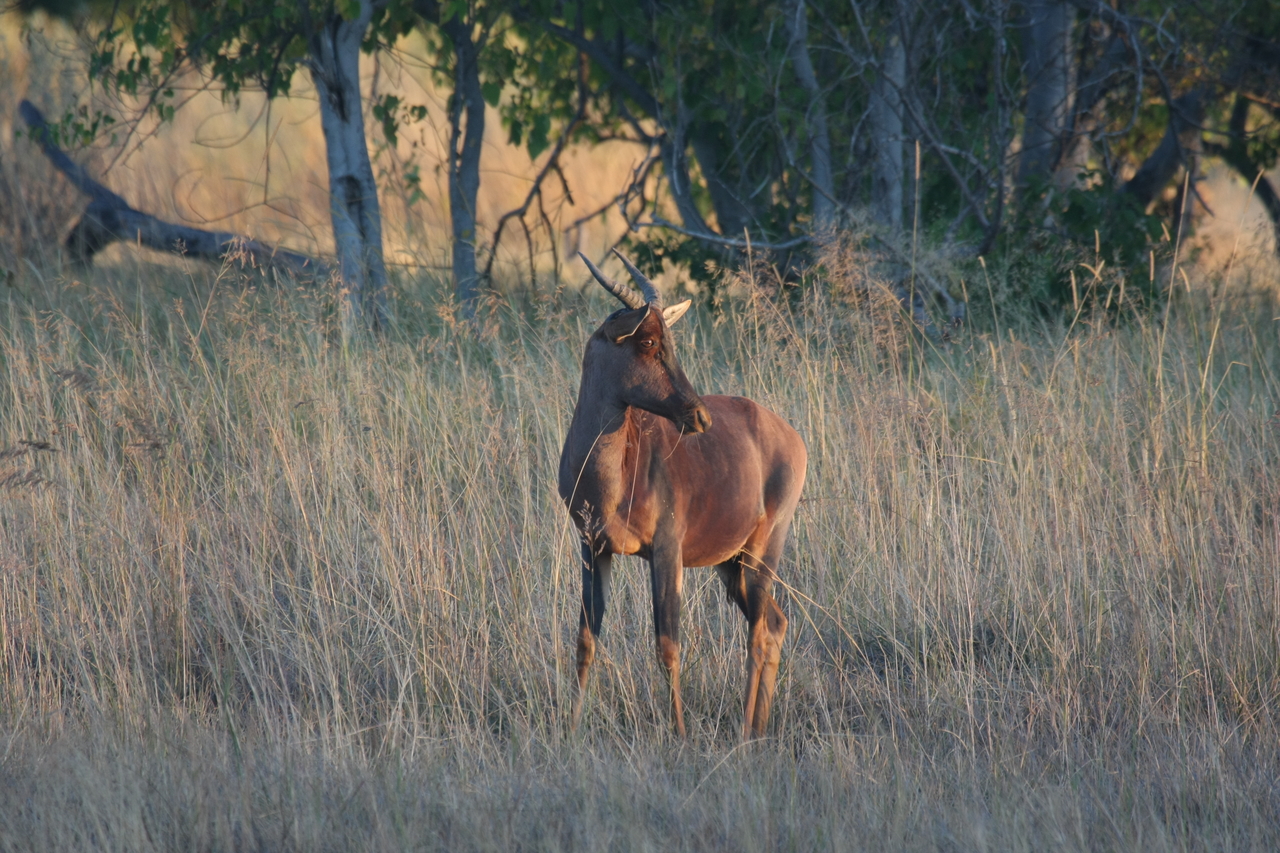 [17638] 2016_06_28_01_14_43_Africa_Canon_EOS_40D_IMG__10269.jpg