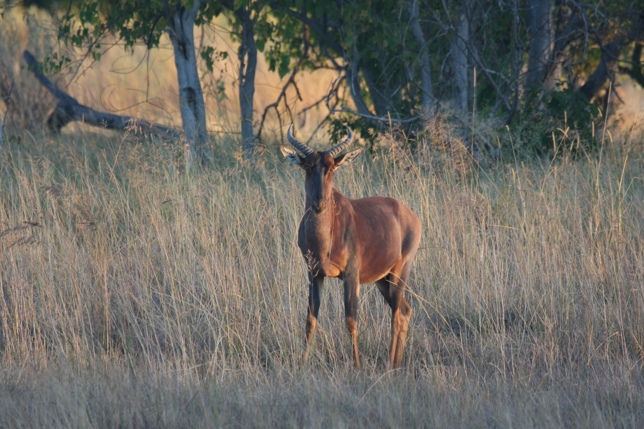 [17644] 2016_06_28_01_14_59_Africa_Canon_EOS_40D_IMG__00480.jpg