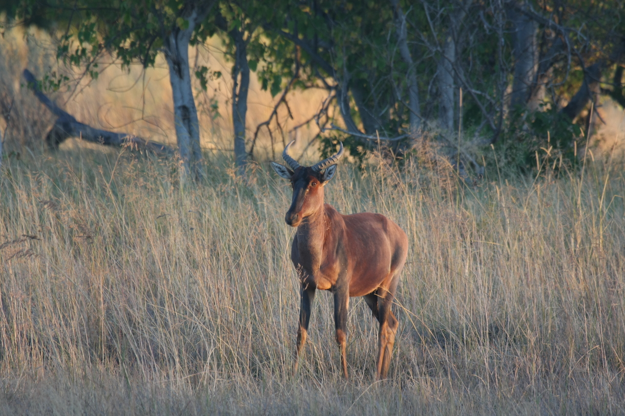 [17653] 2016_06_28_01_15_01_Africa_Canon_EOS_40D_IMG__02889.jpg