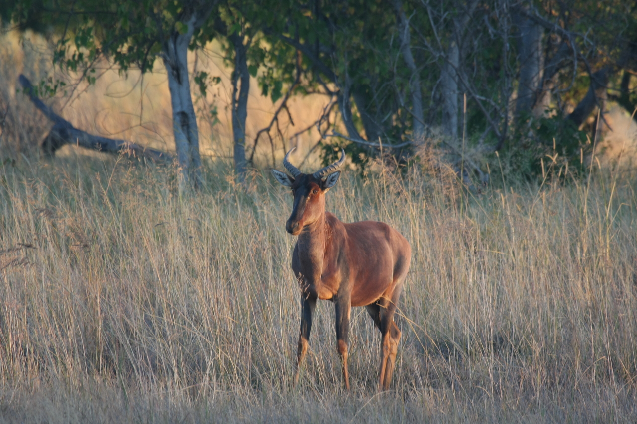 [17655] 2016_06_28_01_15_02_Africa_Canon_EOS_40D_IMG__00513.jpg