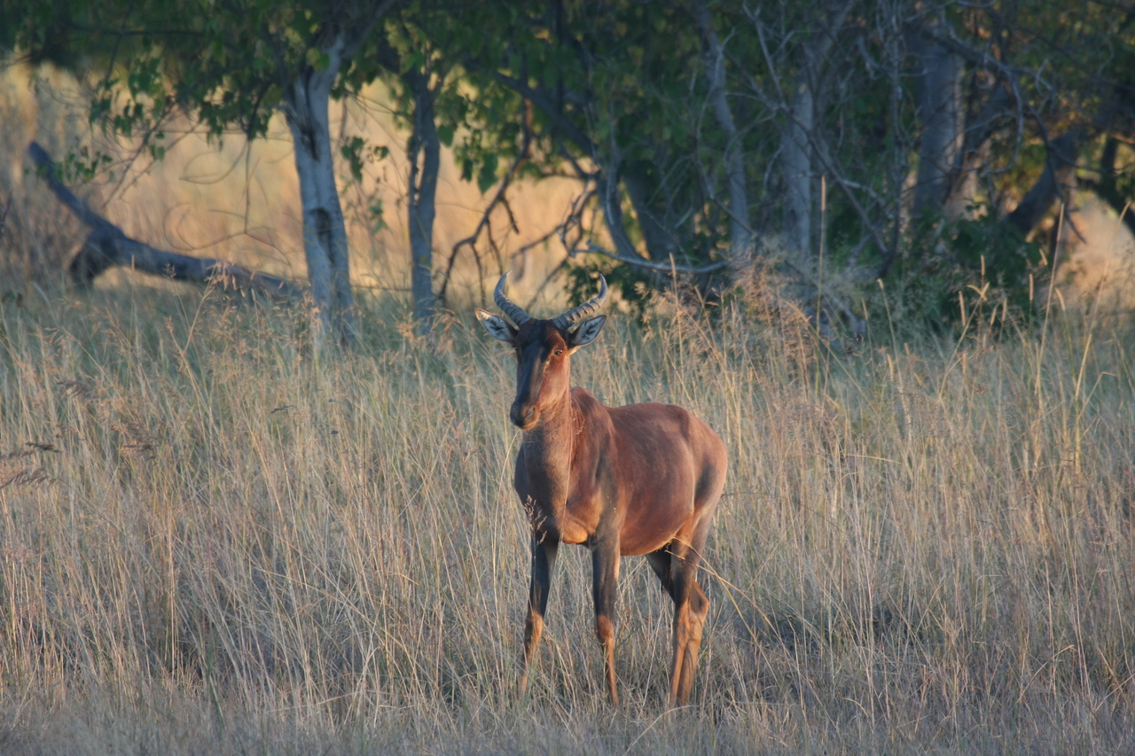[17658] 2016_06_28_01_15_02_Africa_Canon_EOS_40D_IMG__02911.jpg